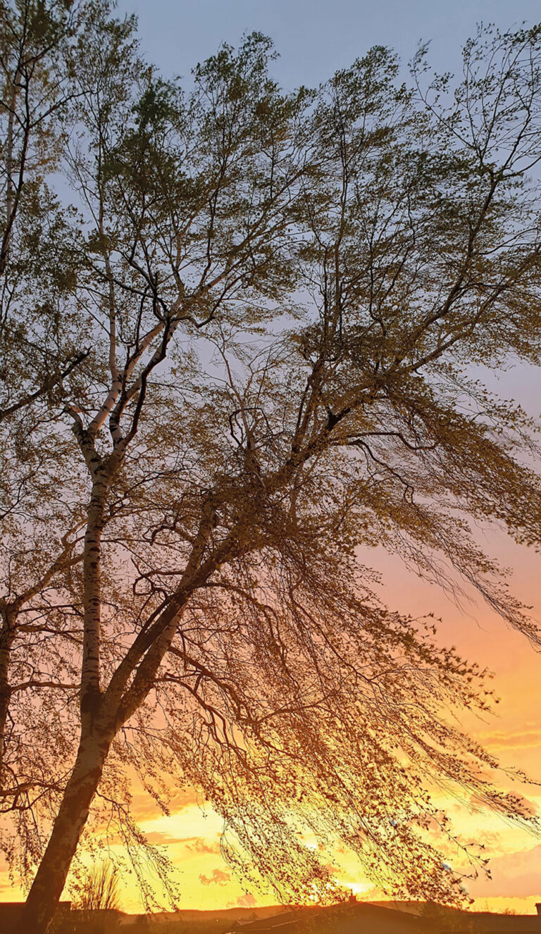 Birke in der Abendsonne