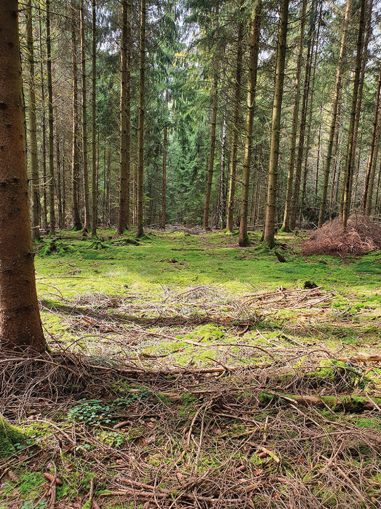 Blick in den Sommerwald