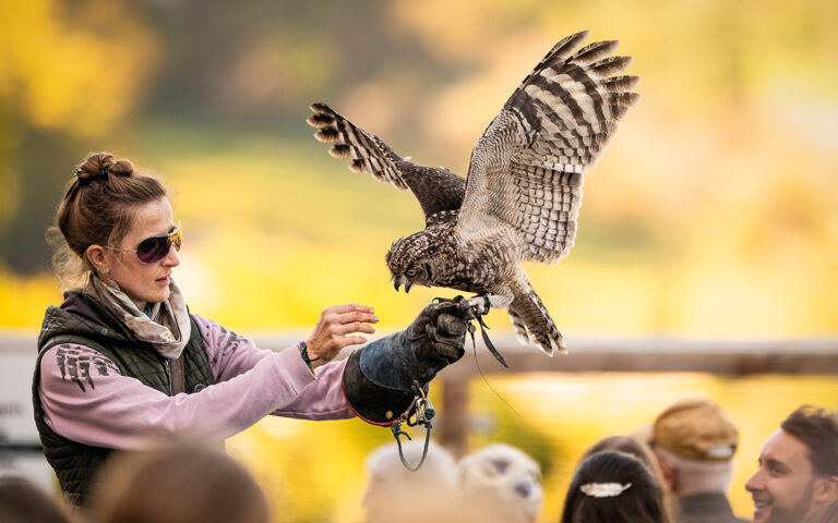 Falknern mit Greifvogel