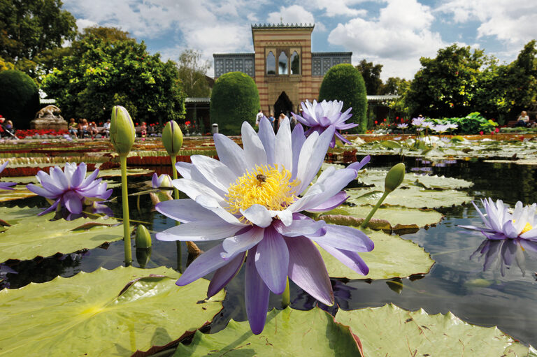 Seerosenteihc mit historischem Gebäude im Hintergrund