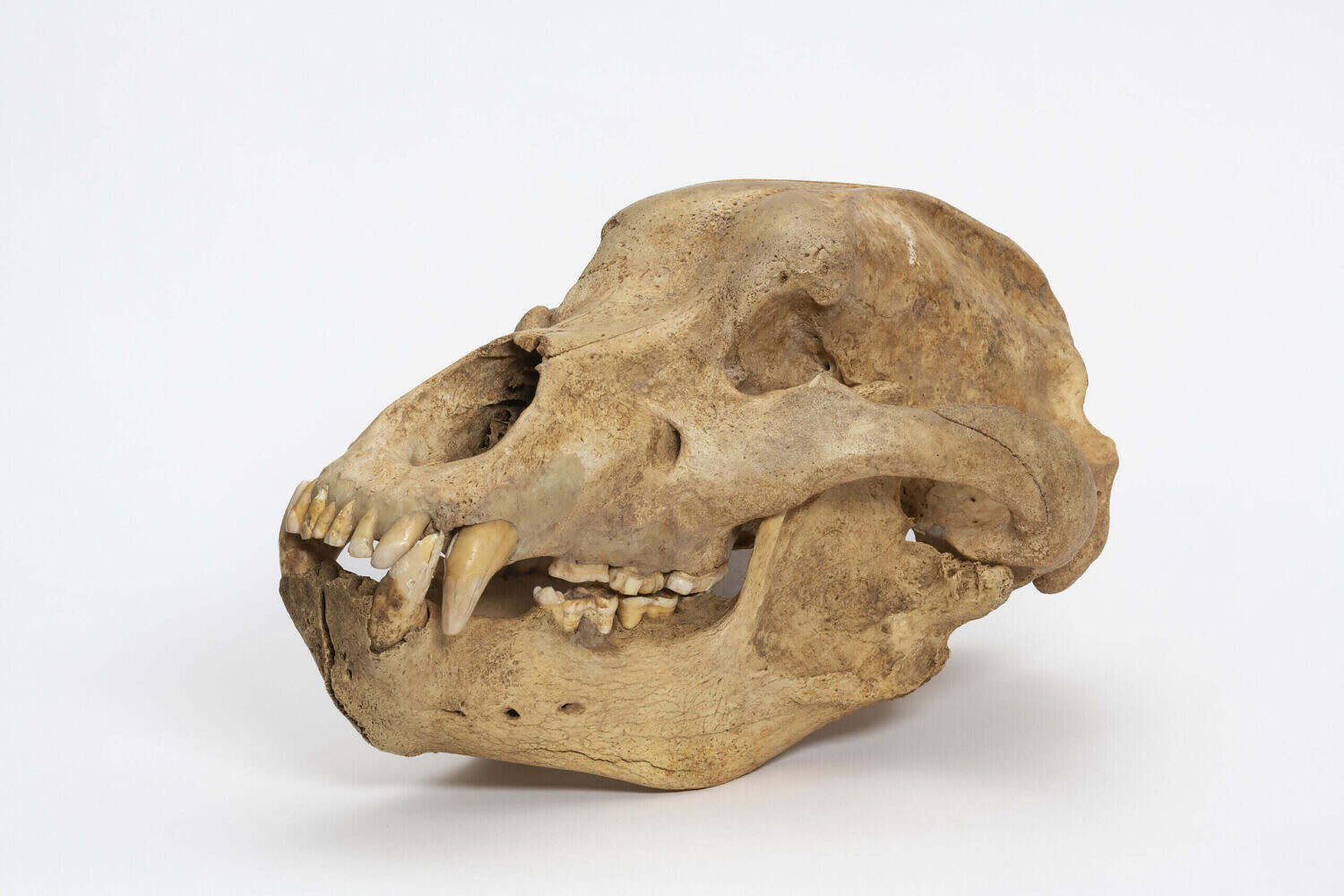 Familienführung (ab 6 Jahren) „Eiszeit-Safari – auf den Spuren von Mammut, Höhlenbär & Co.“