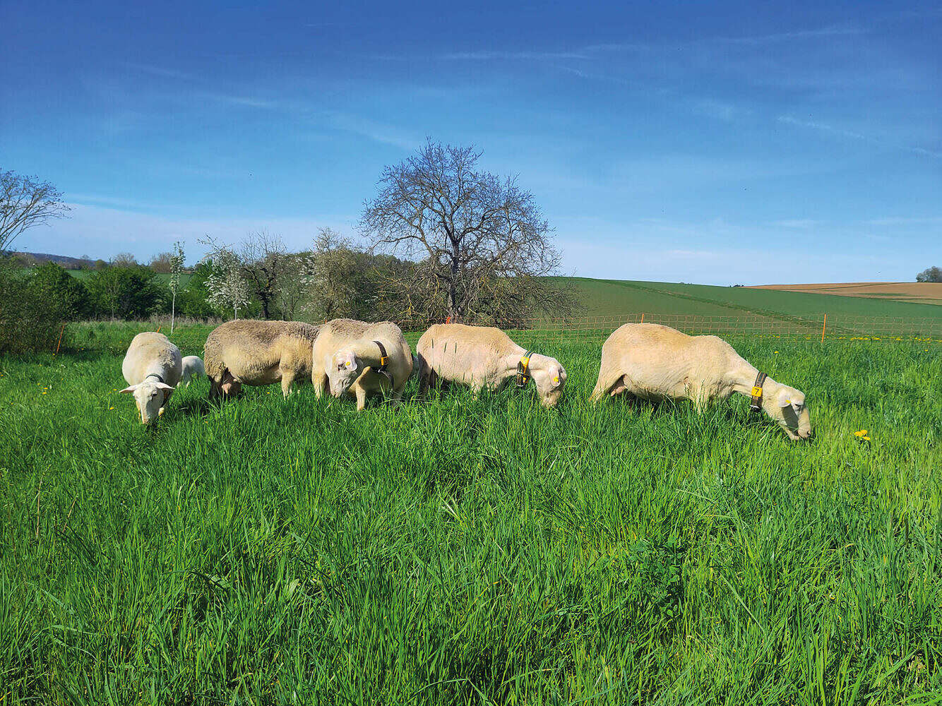Landwirtschaft und Tierhaltung im Einklang mit der Natur