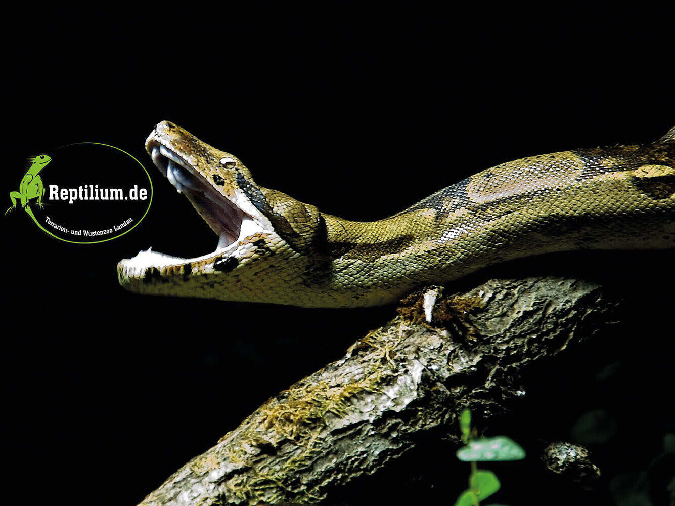 Neues Jahr, neue Veranstaltungen