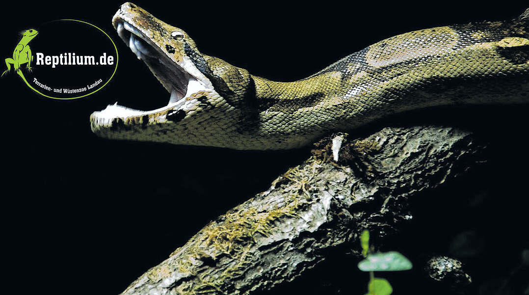 Warum das Reptilium Landau Familien seit Jahren begeistert